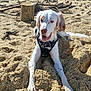 dog, beach, sand, driftwood, wood_log, harness, pet, white_fur, brown_ears, tongue, paws, closeup, sunlight, outdoors, happy, lying_down, portrait, animal, shore, playful