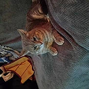 Ozzy a rejoint le concours — aidez-le/la à gagner de superbes lots ! cat, kitten, orange_cat, gray_cat, furry, animal, pet, face, eyes, whiskers, ears, paws, blanket, quilt, couch, indoor, cozy, lying_down, portrait, home