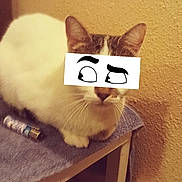 Kassie a rejoint le concours — aidez-le/la à gagner de superbes lots ! cat, feline, pet, whiskers, ears, white_fur, sitting, towel, shelf, indoor, beige_wall, sticker_overlay, cartoon_eyes, lighter, tabletop, portrait, closeup, cozy, household_object, muzzle