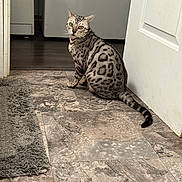 Stormey Gwen joined the competition — help win amazing prizes! cat, spotted_cat, pet, indoor, floor, tile_floor, door, rug, animal, curious, green_eyes, feline, striped_tail, home, domestic_cat, looking_back, sitting, mammal, whiskers, ears
