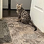 cat, spotted_cat, pet, indoor, floor, tile_floor, door, rug, animal, curious, green_eyes, feline, striped_tail, home, domestic_cat, looking_back, sitting, mammal, whiskers, ears