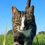 Merlin participe au concours pour gagner de l'argent avec cette photo : cat, tabby, animal, grass, nature, outdoor, daylight, sky, tail, whiskers, mammal, walking, field, green, closeup, pet, fur, eyes, stripes, sunlight