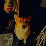 Roxysue joined the competition — help win amazing prizes! dog, corgi, pet, animal, indoor, clutter, bags, plastic, floor, looking_up, ears, nose, brown, white, fur, cute, small_dog, household, dim_light, shadow