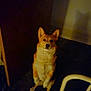 Roxysue is registered to the contest to win money with this photo: dog, corgi, indoor, pet, shadow, sitting, animal, canine, fur, ears, floor, wall, dim_light, looking, companion, mammal, domestic, cute, small_dog, attention