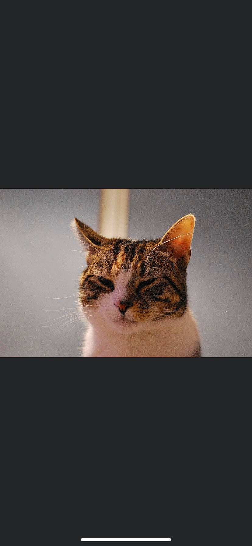 Flo is registered to the contest to win money with this photo: carnivore, cat, darkness, domestic_short_haired_cat, felidae, fur, paw, plant, small_to_medium_sized_cats, snout, terrestrial_animal, tree, whiskers, wildlife, window