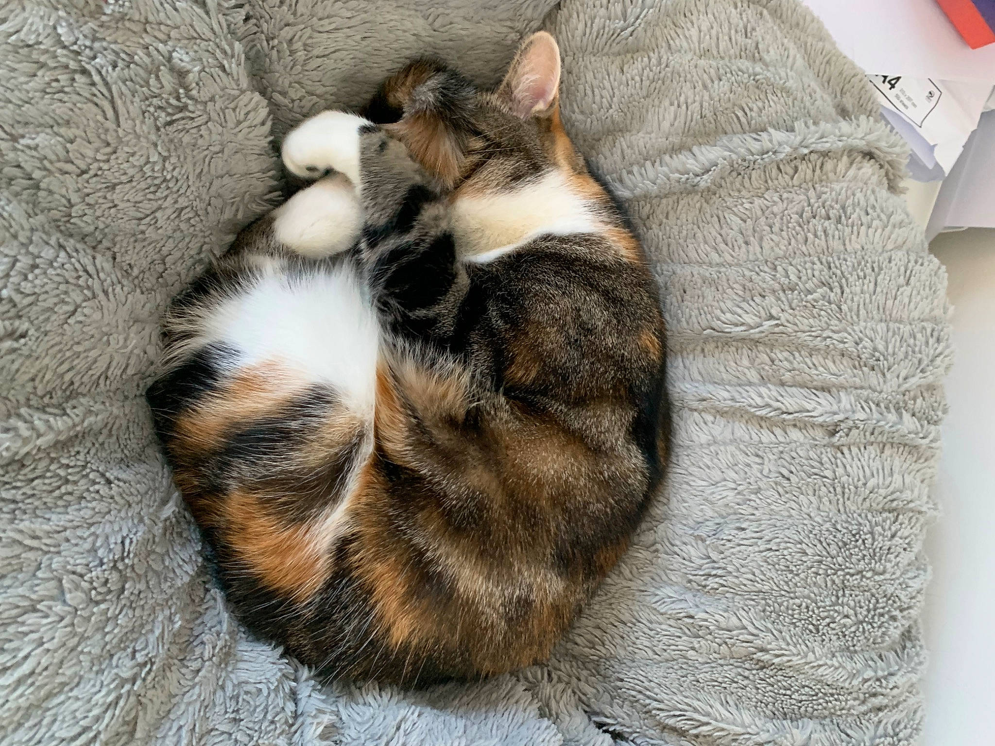 Flo is registered to the contest to win money with this photo: canidae, carnivore, cat, claw, comfort, dog_breed, domestic_short_haired_cat, fawn, felidae, fur, nap, paw, sleep, small_to_medium_sized_cats, snout, tail, terrestrial_animal, tree, whiskers, wood