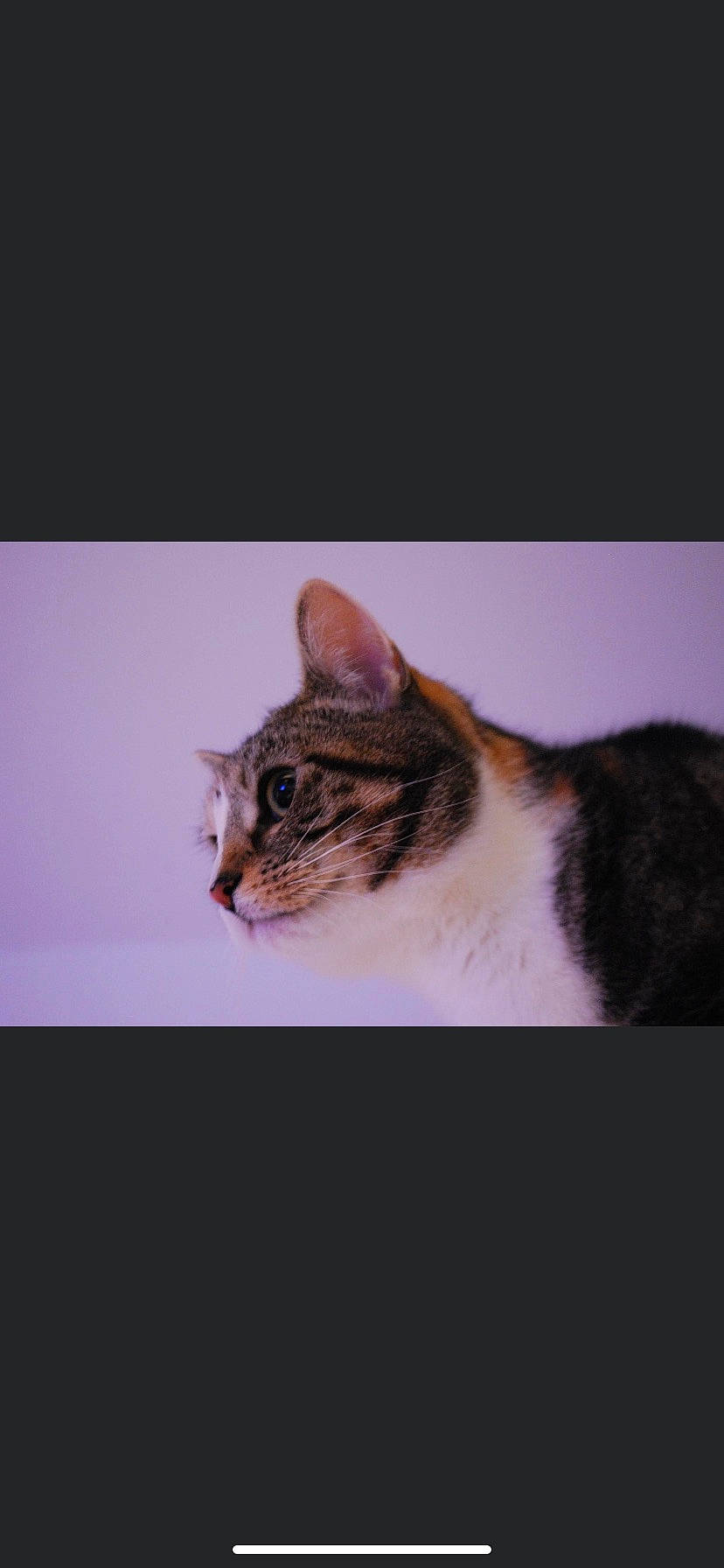 Flo is registered to the contest to win money with this photo: carnivore, cat, domestic_short_haired_cat, eye, felidae, fur, paw, small_to_medium_sized_cats, snout, tail, terrestrial_animal, whiskers, wildlife, window