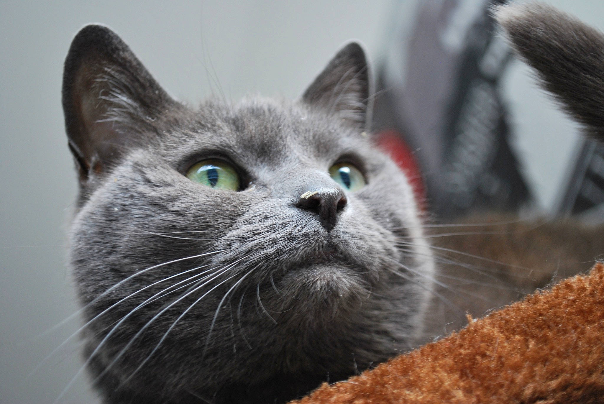 Pixie is registered to the contest to win money with this photo: asian, british_shorthair, burmese, carnivore, cat, chartreux, domestic_short_haired_cat, european_shorthair, felidae, kitten, korat, mammal, nebelung, russian_blue, small_to_medium_sized_cats, snout, vertebrate, whiskers