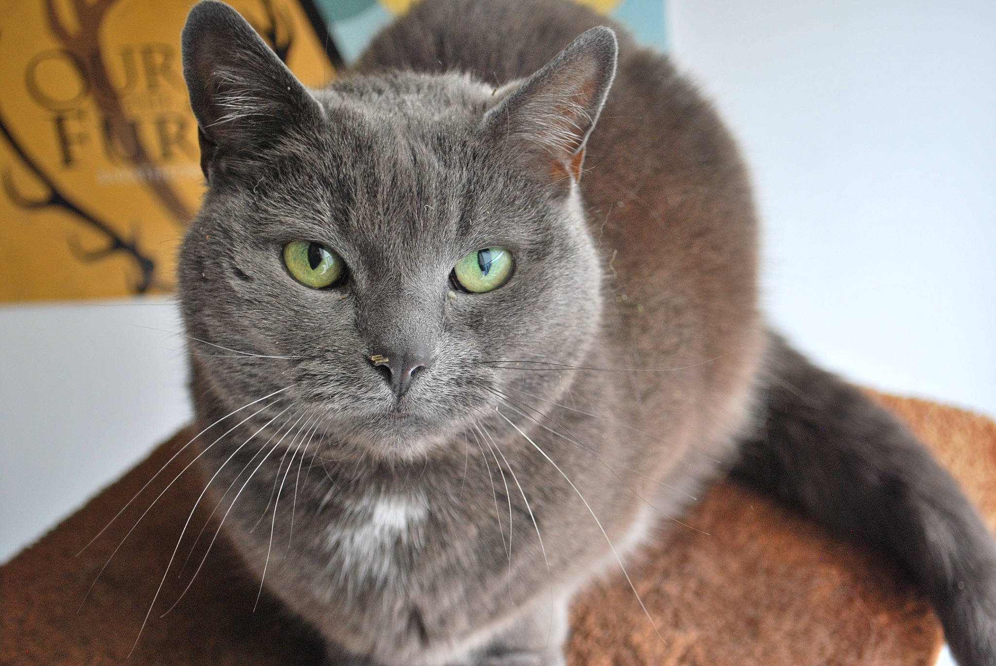 Pixie is registered to the contest to win money with this photo: asian, british_shorthair, burmese, carnivore, cat, chartreux, domestic_short_haired_cat, european_shorthair, felidae, korat, mammal, nebelung, russian_blue, scottish_fold, small_to_medium_sized_cats, snout, vertebrate, whiskers