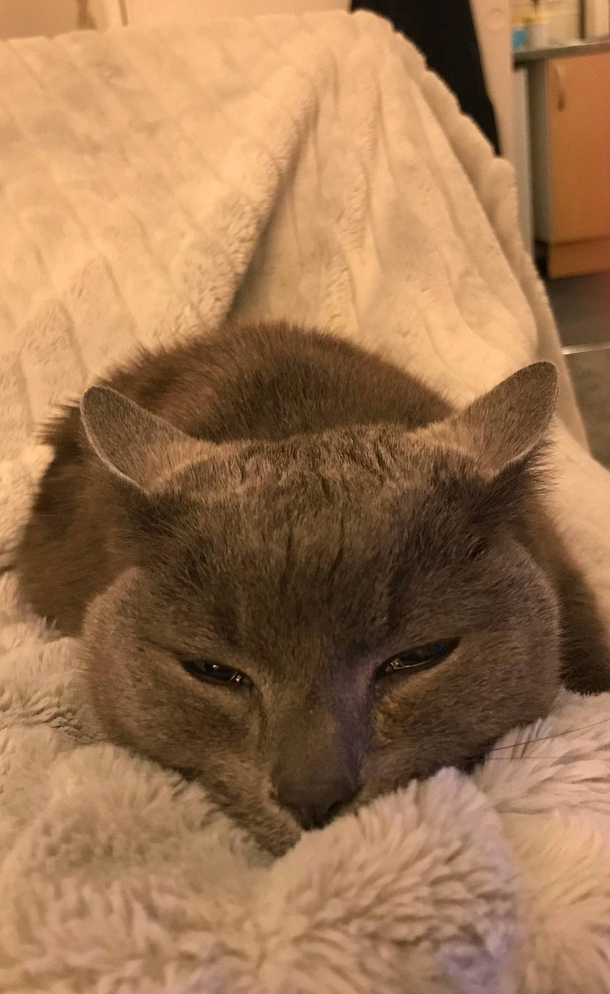 Pixie is registered to the contest to win money with this photo: british_shorthair, burmese, carnivore, cat, chartreux, domestic_short_haired_cat, ear, felidae, fur, kitten, korat, mammal, nap, nebelung, russian_blue, sleep, small_to_medium_sized_cats, snout, whiskers