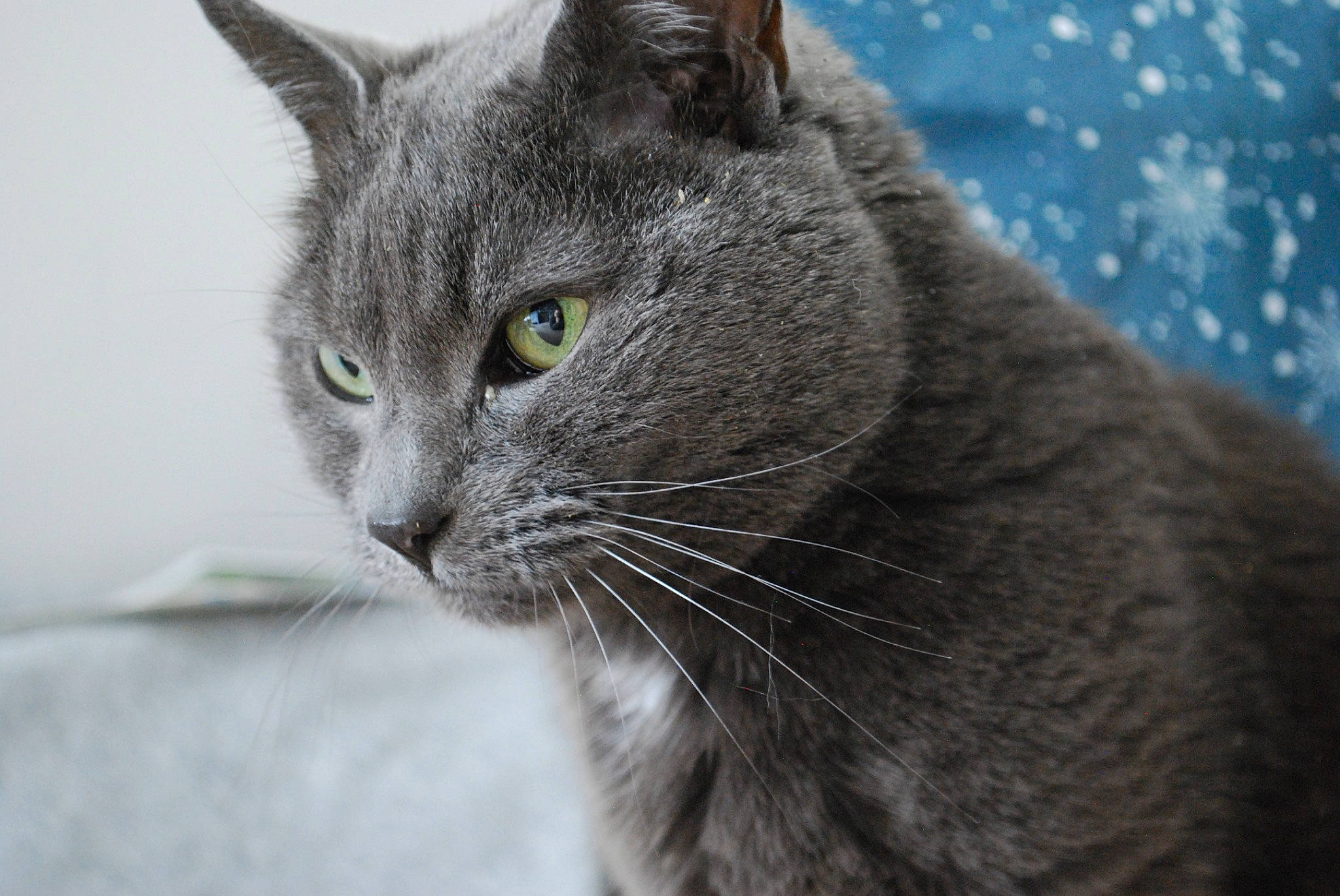 Pixie is registered to the contest to win money with this photo: british_shorthair, burmese, carnivore, cat, chartreux, close_up, domestic_short_haired_cat, european_shorthair, eye, felidae, fur, korat, mammal, nebelung, russian_blue, small_to_medium_sized_cats, snout, tabby_cat, vertebrate, whiskers