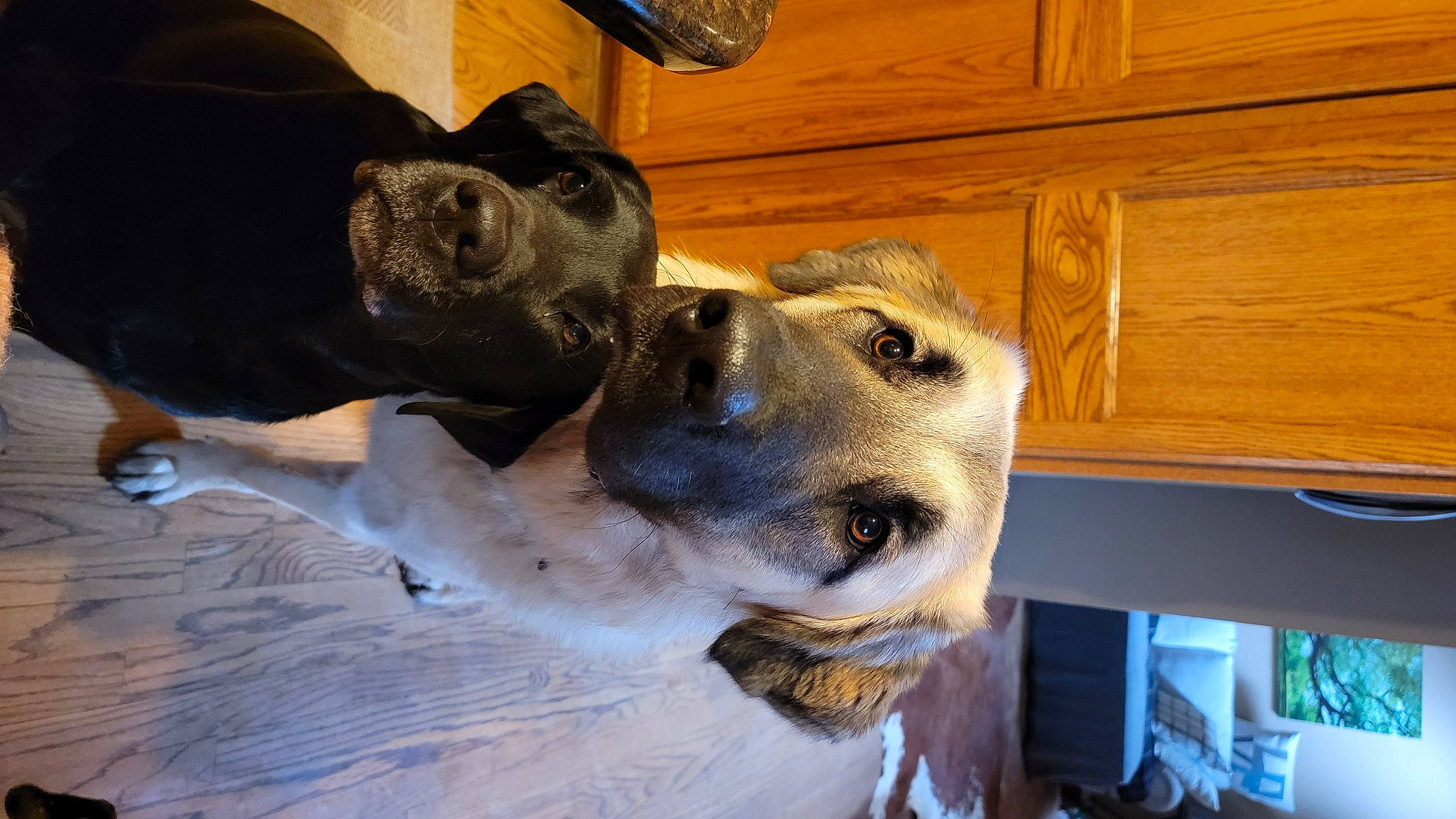 Oso joined the competition — help win amazing prizes! cabinetry, canidae, carnivore, collar, companion_dog, dog, dog_breed, dog_collar, fawn, fur, great_dane, guard_dog, hardwood, pet_supply, sporting_group, varnish, whiskers, wood, wood_stain, working_animal