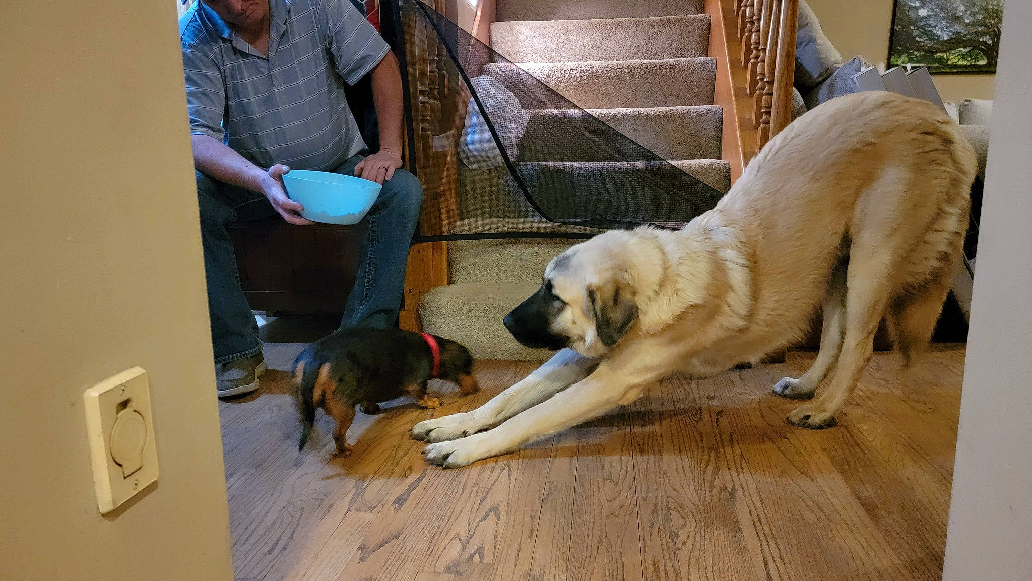 Oso is registered to the contest to win money with this photo: canidae, carnivore, chair, collar, companion_dog, dog, dog_breed, door, fawn, flooring, hardwood, light_switch, pet_supply, plant, sporting_group, tail, wall_plate, wood, working_animal, working_dog