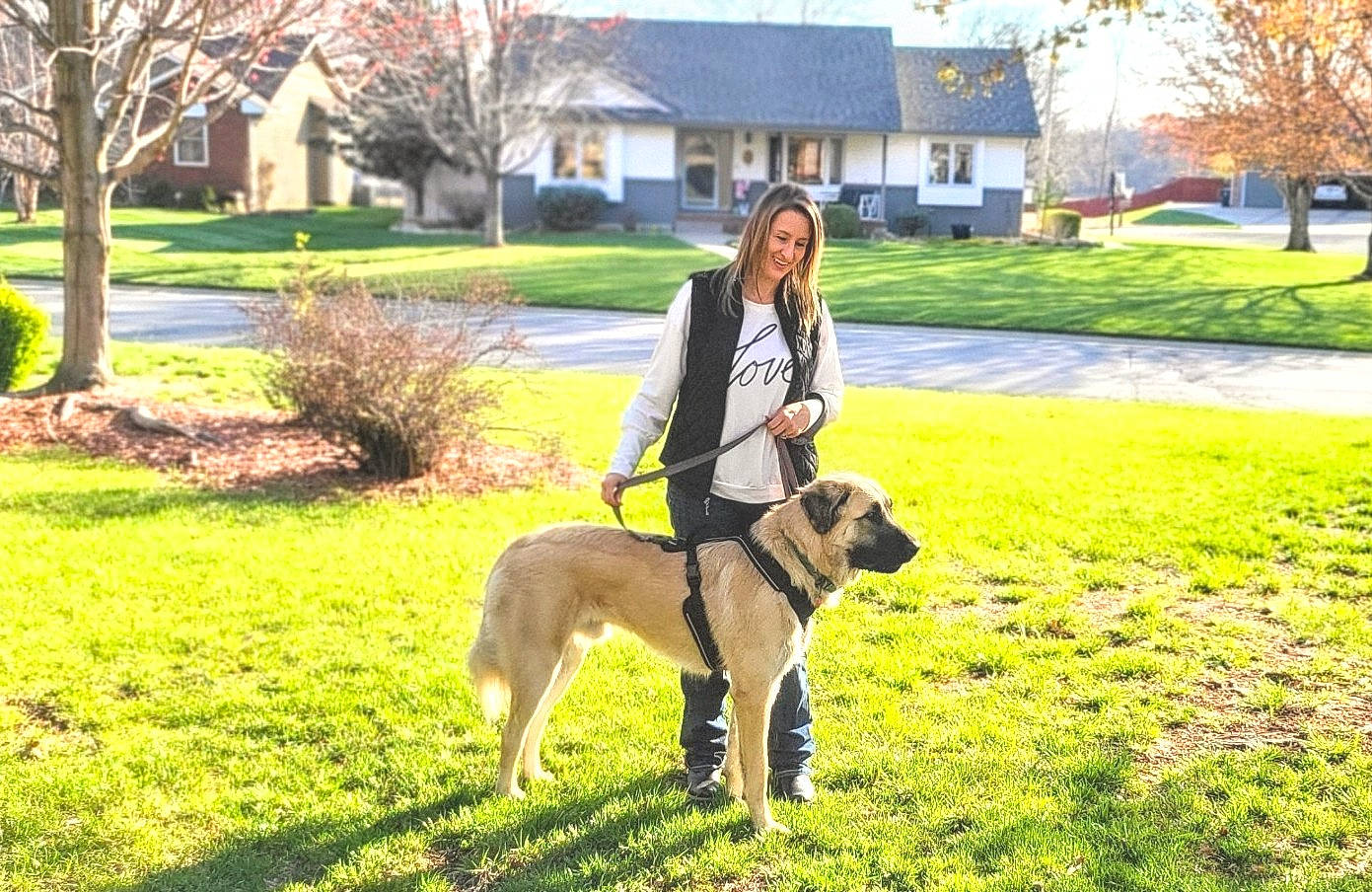 Oso joined the competition — help win amazing prizes! canidae, carnivore, companion_dog, dog, dog_breed, fawn, garden, grass, grassland, green, happy, house, lawn, leash, leisure, plant, recreation, sporting_group, tail, tree