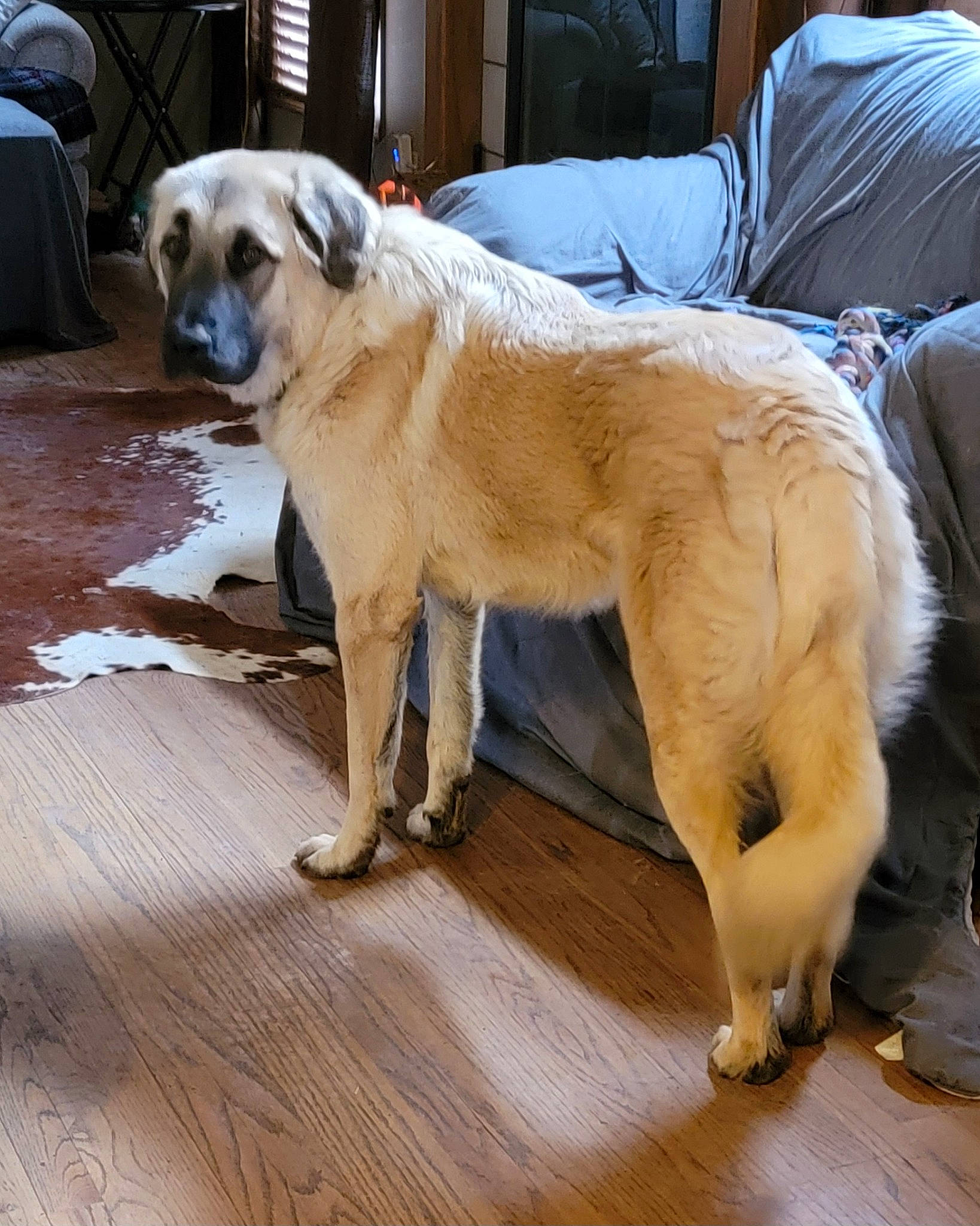 Oso joined the competition — help win amazing prizes! canidae, carnivore, collar, companion_dog, dog, dog_breed, dog_collar, fawn, flooring, fur, hardwood, pet_supply, plank, retriever, snout, sporting_group, tail, wood, wood_flooring, working_animal