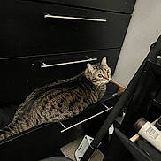 Cece joined the competition — help win amazing prizes! animal, black, carpet, cat, clutter, curious, cute, domestic, drawer, ears, furniture, household, indoor, looking_back, pet, resting, storage, tabby, whiskers, wood