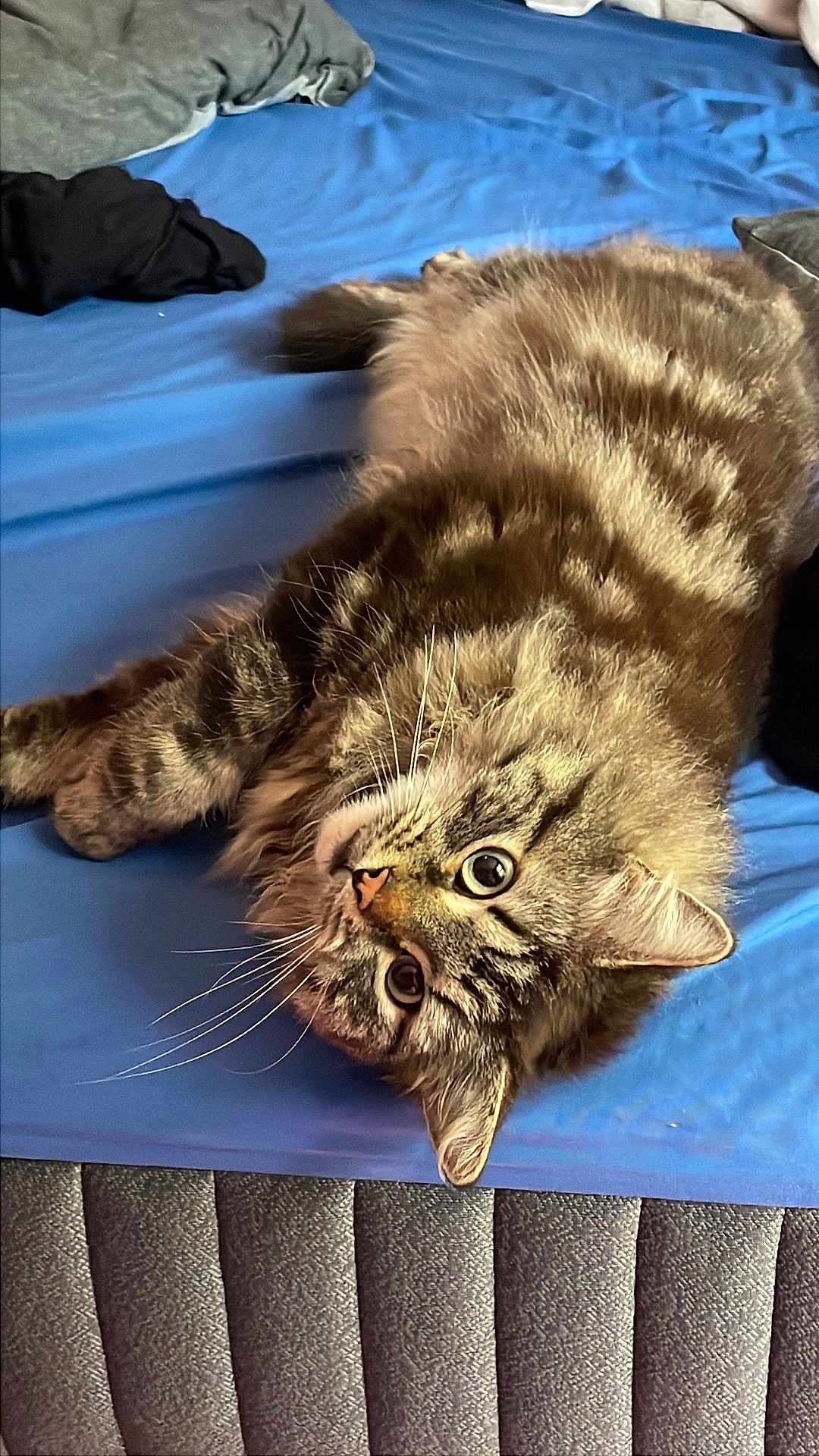 Fawkes joined the competition — help win amazing prizes! cat, tabby, fluffy, bed, blue_bedsheet, fur, whiskers, pet, animal, relaxed, indoor, cute, laying_down, curious_eyes, mammal, domestic_cat, feline, striped_fur, cozy, resting
