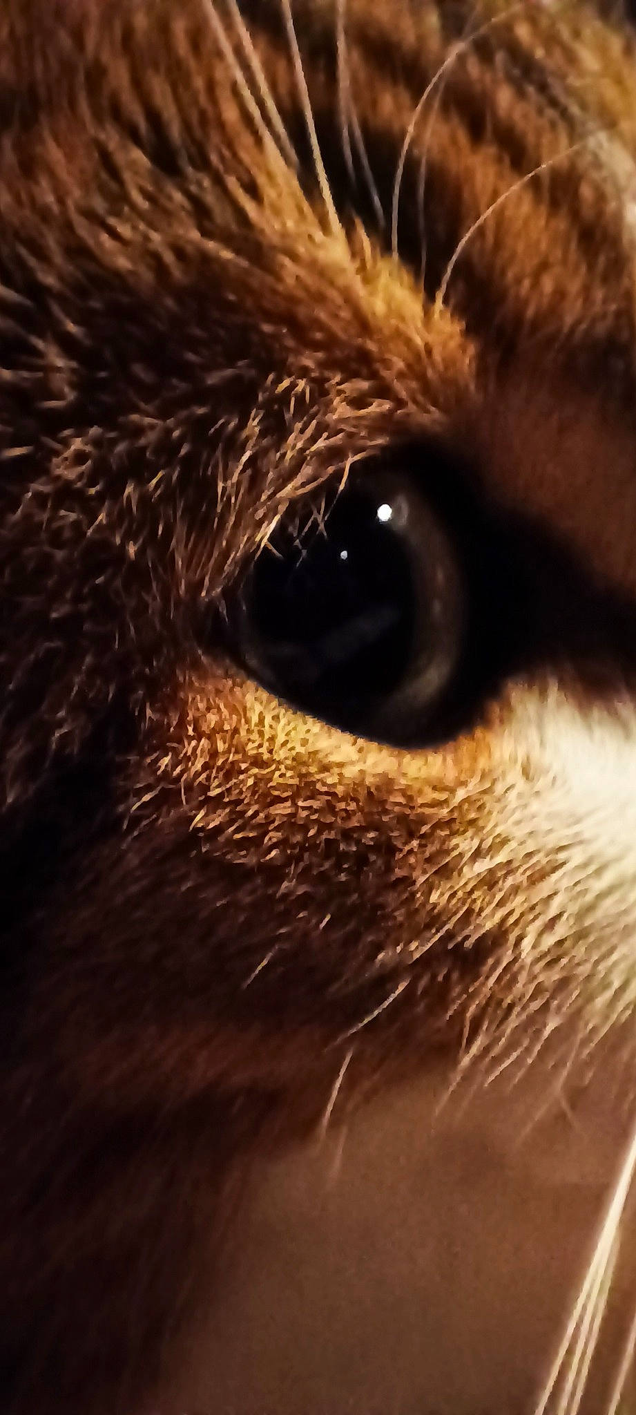 Kyoko a rejoint le concours — aidez-le/la à gagner de superbes lots ! brown, carnivore, cat, close_up, darkness, eyelash, felidae, fur, liver, macro_photography, paw, small_to_medium_sized_cats, snout, terrestrial_animal, whiskers, wildlife