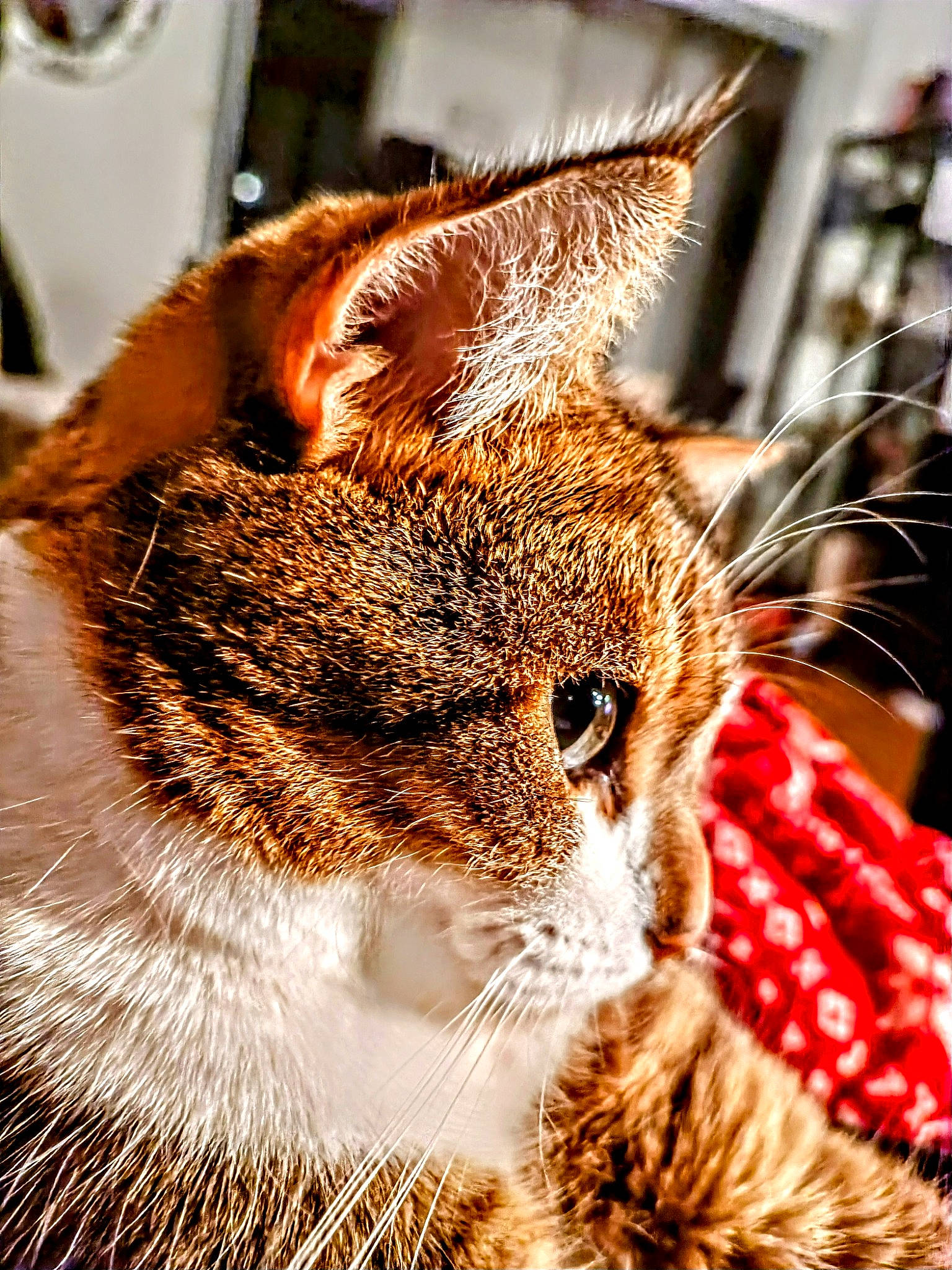 Kyoko participe au concours pour gagner de l'argent avec cette photo : carnivore, cat, claw, domestic_short_haired_cat, event, fawn, felidae, fur, paw, small_to_medium_sized_cats, snout, tail, terrestrial_animal, whiskers, wildlife, window