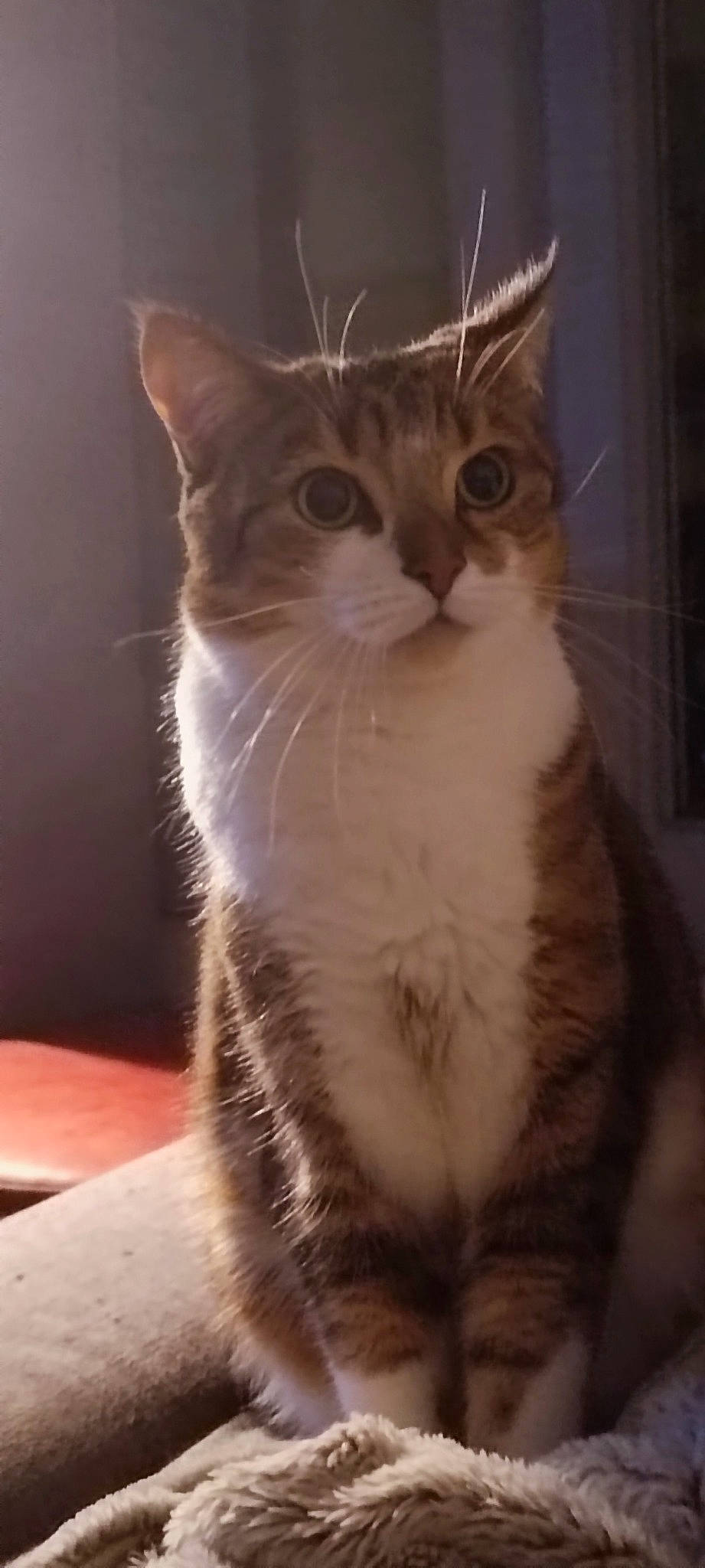 Kyoko participe au concours pour gagner de l'argent avec cette photo : carnivore, cat, domestic_short_haired_cat, door, ear, fawn, felidae, fur, paw, small_to_medium_sized_cats, snout, tail, terrestrial_animal, whiskers, window