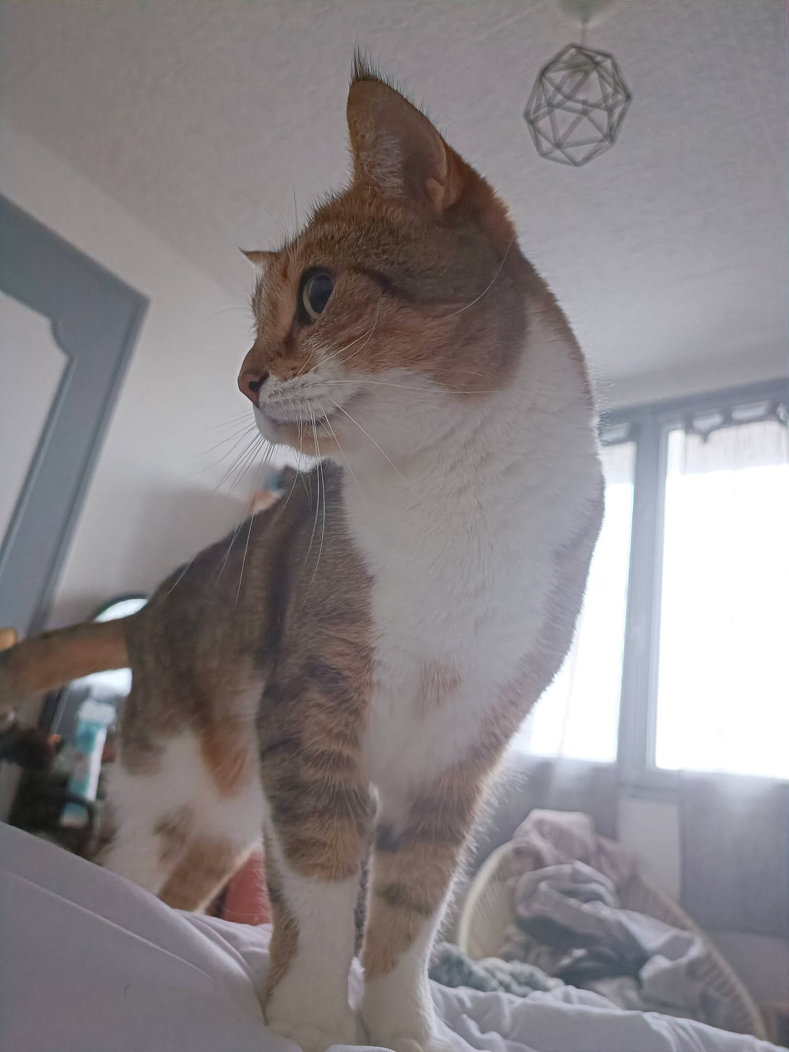 Kyoko participe au concours pour gagner de l'argent avec cette photo : box, carnivore, cat, cat_supply, claw, comfort, domestic_short_haired_cat, fawn, felidae, fur, paw, pet_supply, room, sitting, small_to_medium_sized_cats, tail, whiskers, window, wood