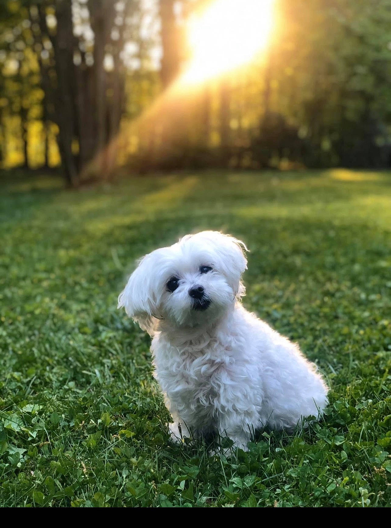 Hazard is registered to the contest to win money with this photo: canidae, carnivore, companion_dog, dog, dog_breed, grass, landscape, lens_flare, maltepoo, non_sporting_group, plant, poodle, poodle_crossbreed, puppy, small_terrier, snout, sporting_group, terrier, toy_dog, tree