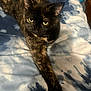 animal, bed, blanket, cat, close_up, companion, cute, domestic_animal, ears, eyes, feline, fur, indoor, patterned_blanket, paw, pet, relaxed, resting, tortoiseshell_cat, whiskers
