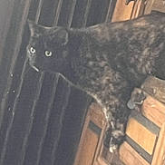 G. I. Z. M. O joined the competition — help win amazing prizes! cat, tortoiseshell, animal, pet, wood, furniture, curtain, indoor, dark, blurry, low_light, eyes, feline, mammal, domestic, perched, side_view, quiet, still, shadow