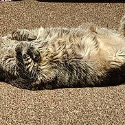 Baby Moon joined the competition — help win amazing prizes! cat, tabby_cat, carpet, indoor, sunlight, relaxed, fluffy, pet, animal, feline, lying_down, resting, cute, whiskers, paws, fur, cozy, comfortable, home, sleepy
