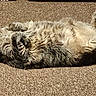 cat, tabby_cat, carpet, indoor, sunlight, relaxed, fluffy, pet, animal, feline, lying_down, resting, cute, whiskers, paws, fur, cozy, comfortable, home, sleepy