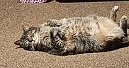 Baby Moon joined the competition — help win amazing prizes! cat, tabby, feline, pet, sleeping, relaxed, carpet, indoor, fur, whiskers, paws, sunlight, resting, cozy, animal, cute, happy, domestic, lazy, fluffy