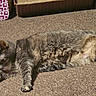 cat, tabby, sleeping, carpet, sunlight, indoor, relaxing, pet, feline, paw, whiskers, cardboard, scratchers, cozy, home, animal, fur, resting, domestic, cute