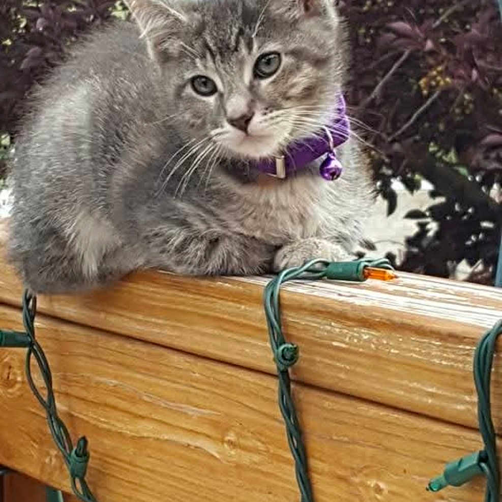 Baby Moon