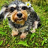 dog, flower, grass, outdoor, pet, greenery, cute, nature, animal, portrait, daisy, fur, small_dog, sitting, close_up, eye_contact, whiskers, nose, ears, wood