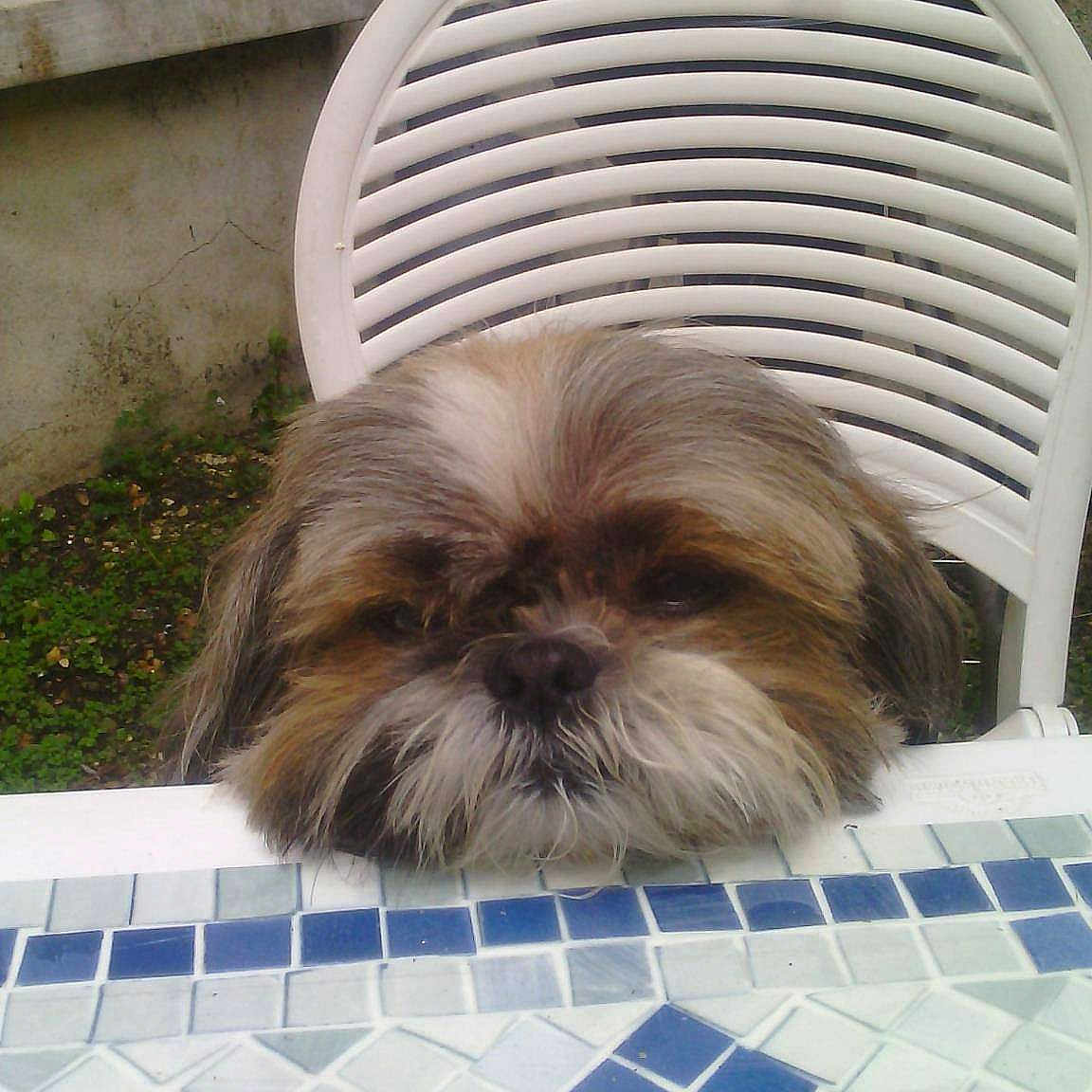 Amazone