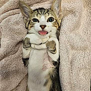 Cosmo joined the competition — help win amazing prizes! kitten, cat, tongue_out, cute, towel, soft_texture, lying_down, playful, pet, animal, feline, fur, whiskers, paws, relaxed, indoor, closeup, adorable, young_cat, striped