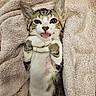 adorable, animal, cat, closeup, cute, feline, fur, indoor, kitten, lying_down, paws, pet, playful, relaxed, soft_texture, striped, tongue_out, towel, whiskers, young_cat