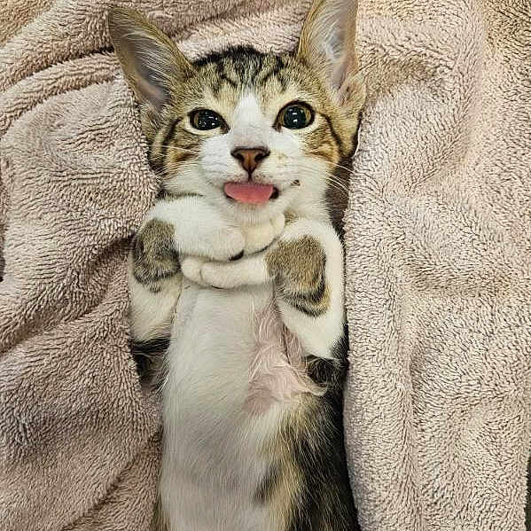 Cosmo