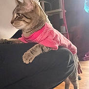 Venus is registered to the contest to win money with this photo: cat, tabby_cat, pink_sweater, sweater, pet, lap, person, hand, paws, whiskers, indoor, wooden_floor, cat_tree, side_profile, attentive, cozy, soft_light, portrait, furniture, kitten_like