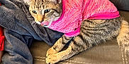 Venus joined the competition — help win amazing prizes! cat, tabby_cat, pet, pink_sweater, clothing, couch, blanket, tongue_out, paw, cozy, indoor, upholstery, stripes, feline, sitting, portrait, cute, whiskers, lounging, living_room