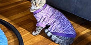 Luna is registered to the contest to win money with this photo: cat, tabby_cat, pet, sweater, purple_sweater, clothing, hardwood_floor, couch, living_room, indoor, sitting, looking_at_camera, green_eyes, whiskers, stripes, cute, cozy, pet_fashion, furniture, floor