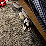 animal, bed, blue_eyes, carpet, cozy, cute, dog, ears, floor, fur, home, indoor, lying_down, pet, playing, puppy, resting, siberian_husky, toy, wood