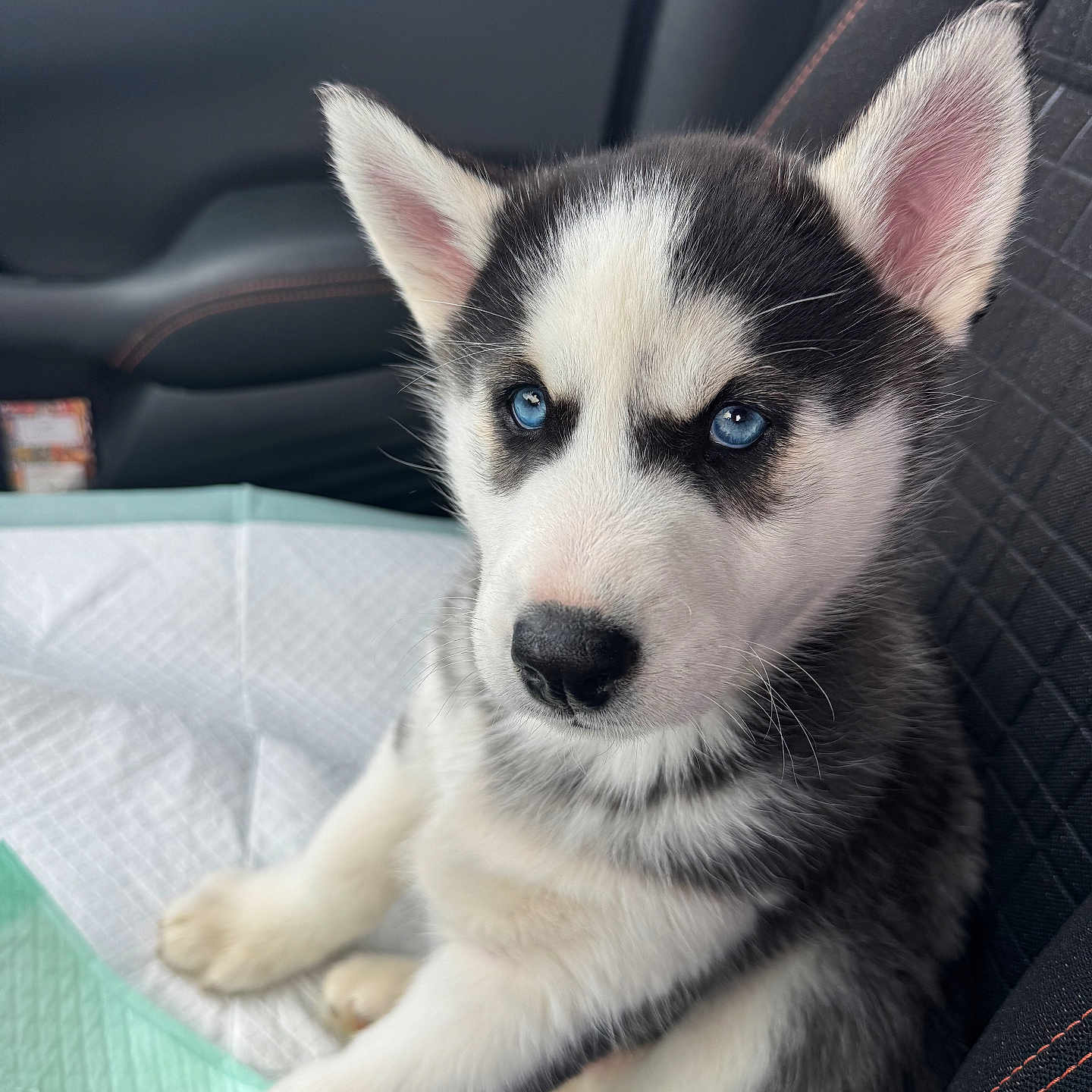 Dukota is registered to the contest to win money with this photo: animal, blue_eyes, car_seat, closeup, comfort, cute, dog, domestic_animal, ears, fur, indoor, looking, nose, pet, puppy, siberian_husky, sitting, vehicle_interior, whiskers, young