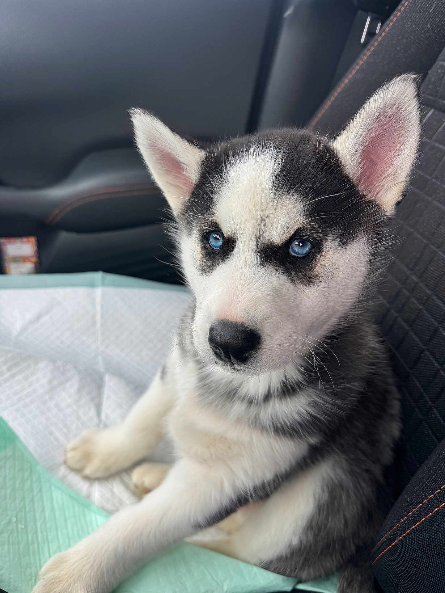 Dukota is registered to the contest to win money with this photo: animal, blue_eyes, car_seat, closeup, comfort, cute, dog, domestic_animal, ears, fur, indoor, looking, nose, pet, puppy, siberian_husky, sitting, vehicle_interior, whiskers, young