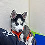 Dukota joined the competition — help win amazing prizes! animal, black_and_white_fur, blue_mat, companion, cute, dog, domestic_animal, ears, fur, green_mat, husky, indoor, looking_down, orange_harness, pet, puppy, resting, sitting, white_wall, young