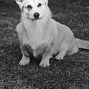 Uxi a rejoint le concours — aidez-le/la à gagner de superbes lots ! alert, animal, black_and_white, canine, companion, corgi, cute, dog, ears, fur, grass, ground, looking, mammal, nature, outdoor, pebbles, pet, portrait, sitting