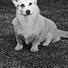 alert, animal, black_and_white, canine, companion, corgi, cute, dog, ears, fur, grass, ground, looking, mammal, nature, outdoor, pebbles, pet, portrait, sitting
