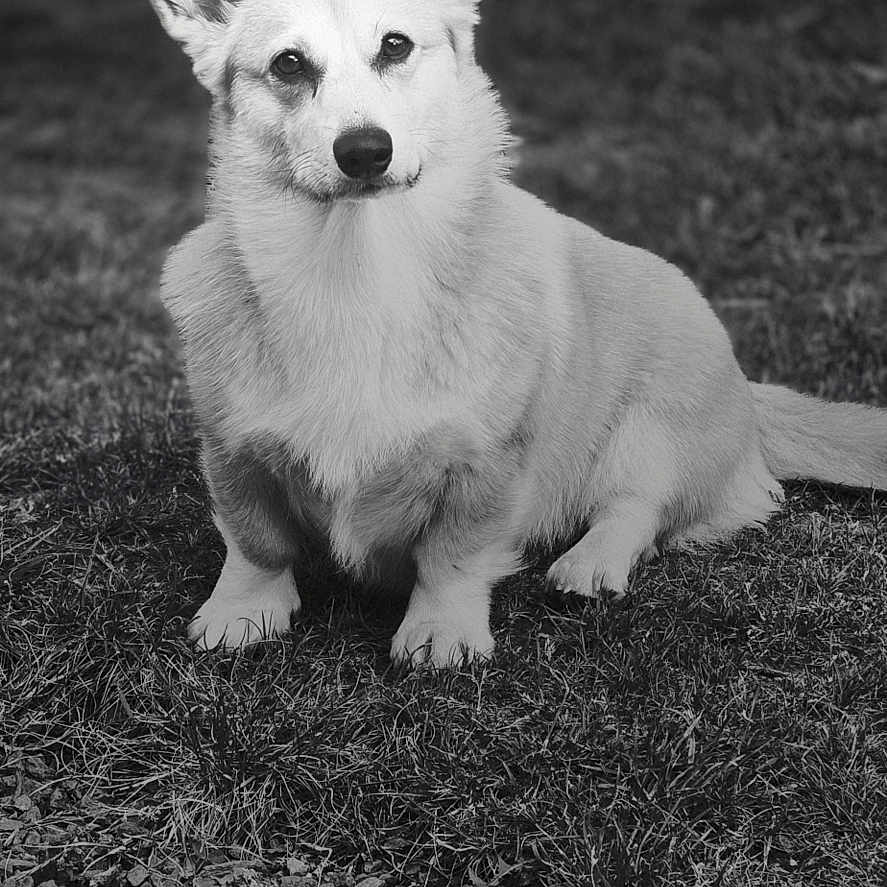 Uxi a rejoint le concours — aidez-le/la à gagner de superbes lots ! alert, animal, black_and_white, canine, companion, corgi, cute, dog, ears, fur, grass, ground, looking, mammal, nature, outdoor, pebbles, pet, portrait, sitting