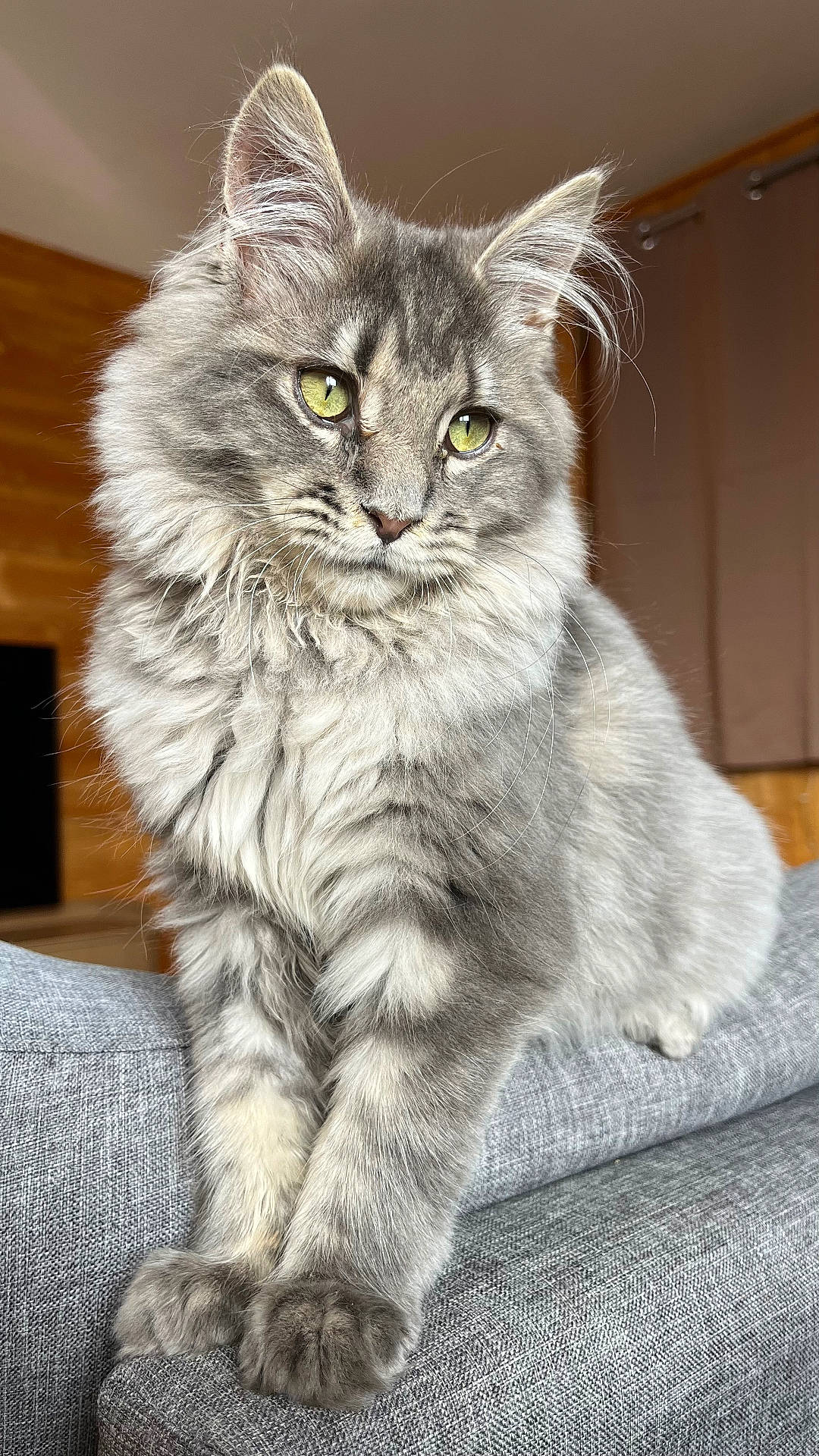 Orphée participe au concours pour gagner de l'argent avec cette photo : animal, cat, close_up, couch, curtains, cute, domestic_cat, feline, fluffy, furniture, gray_cat, green_eyes, indoor, paws, pet, portrait, resting, soft_fur, whiskers, wooden_wall