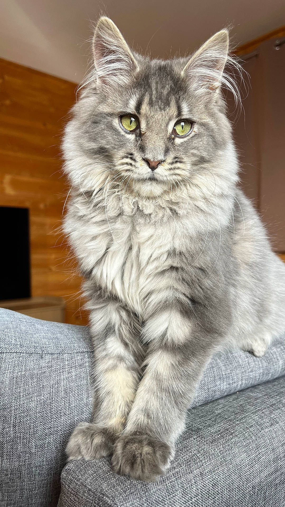Orphée participe au concours pour gagner de l'argent avec cette photo : cat, closeup, couch, cozy, domestic_animal, ears, feline, fluffy, furniture, gray, green_eyes, house, indoor, living_room, paws, pet, portrait, sitting, whiskers, wooden_wall